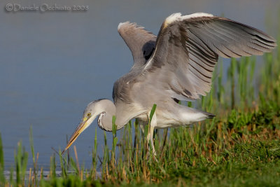 Grey Heron (Ardea cinerea)