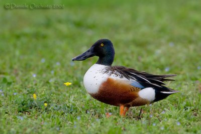 Northern Shoveler (Anas clypeata)