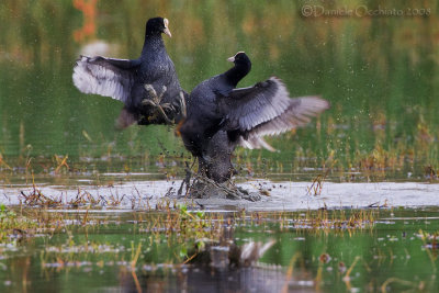 Eurasian Coot (Fulica atra)