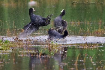 Eurasian Coot (Fulica atra)