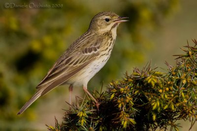 Tree Pipit (Anthus trivialis)