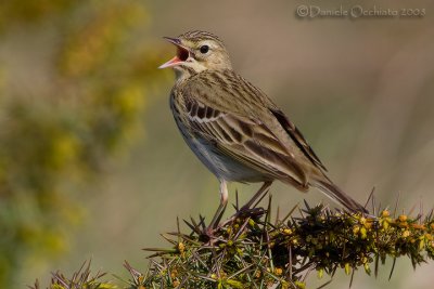 Tree Pipit (Anthus trivialis)