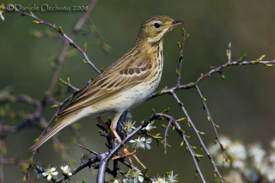 Tree Pipit (Anthus trivialis)