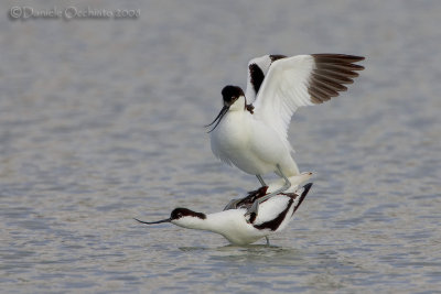 Avocet (Recurvirostra avosetta)