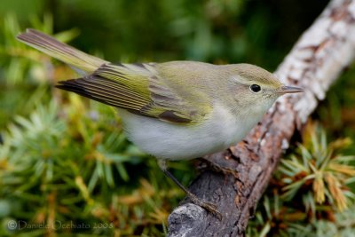 Western Bonelli's Warbler (Phylloscopus bonelli)