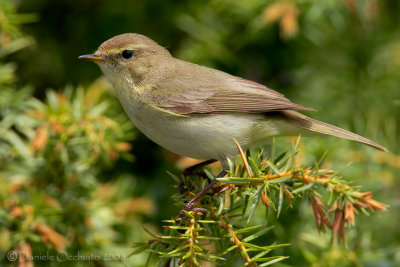 Chiffchaff (Phylloscopus collybita)