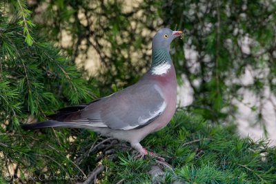 Woodpigeon (Columba palumbus)