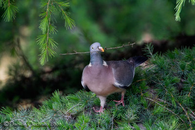 Woodpigeon (Columba palumbus)