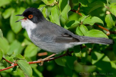 Sardinian Warbler (Sylvia melanocephala)