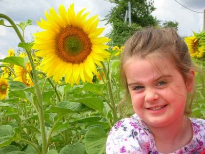 Sunflowers 02