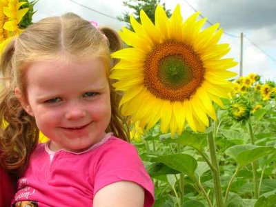 Sunflowers 03