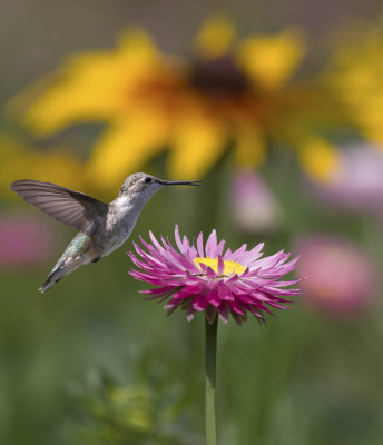 Hummingbirds