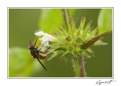 Mouches, abeilles...