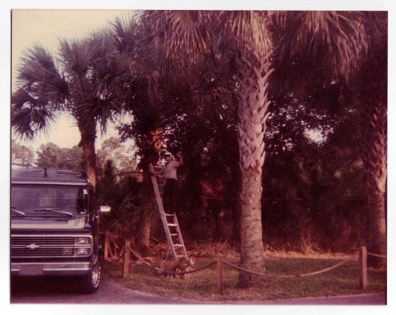with motorcycle helmet and saw, all purpose employee Mike Brasol trims the palm trees onto Steves van
