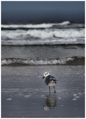 birds winding down
