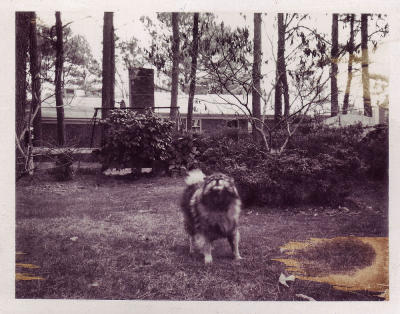 visiting dog saying hi, Sterling Point, 1977