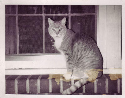 Mickey on the sill, 1977