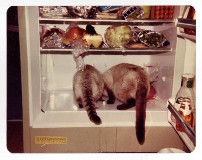 neighbor's cats cleaning the fridge in Wise, circa 1976