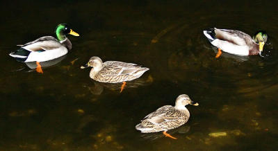 ducks paddling