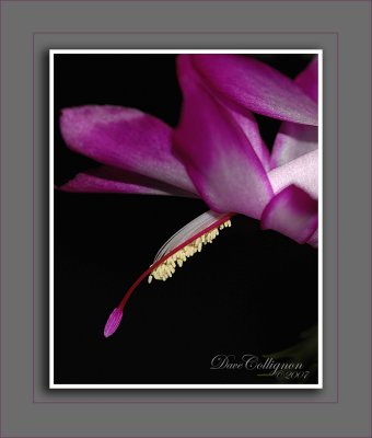 Christmas Cactus