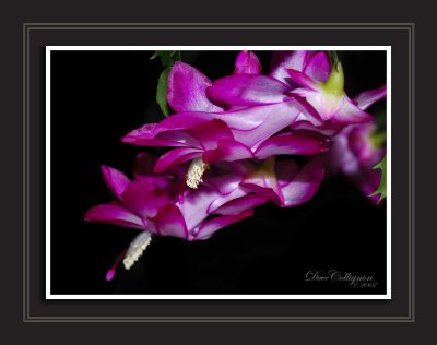 Christmas Cactus