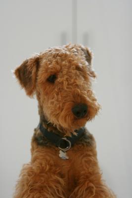 Higgins the Airedale puppy
