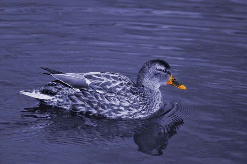 IMG09945colorized.jpg