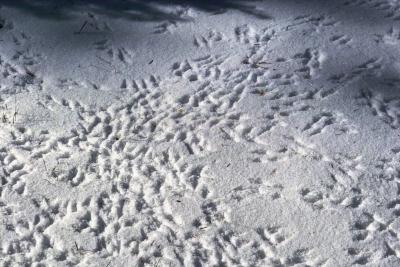 making tracks.jpg