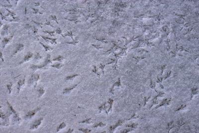 making tracks 2.jpg