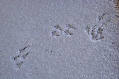 making tracks 3.jpg