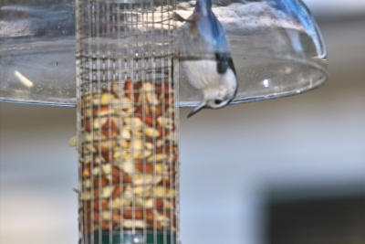 IMG09287.jpg
