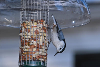 IMG09297.jpg