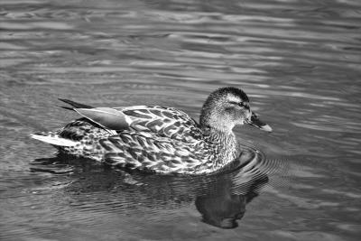 IMG09945bw.jpg