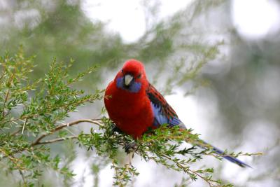 Crimson Rosella 2