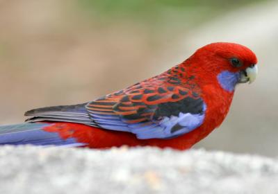 Crimson Rosella 4