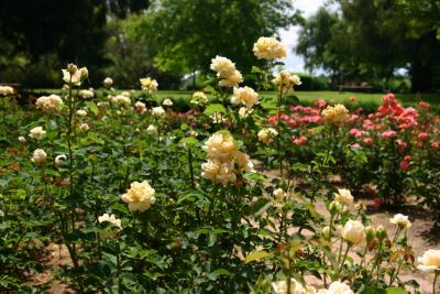 Cook Park Roses
