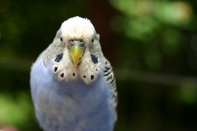 Mum and Dads Budgie, Sonny