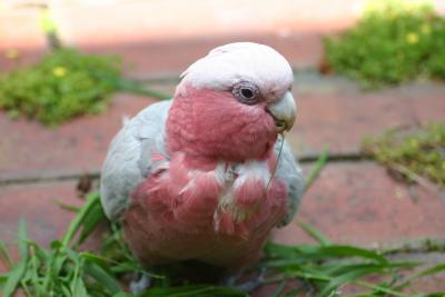 Galah