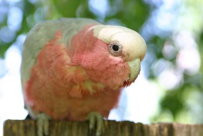 Galah  2