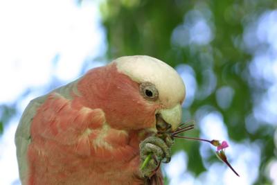 Galah  3