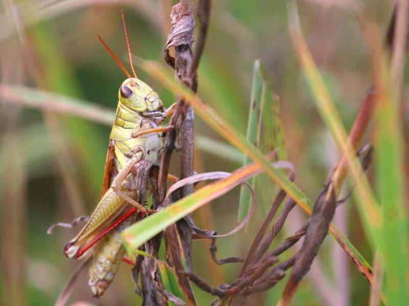Spur-Throated Locust