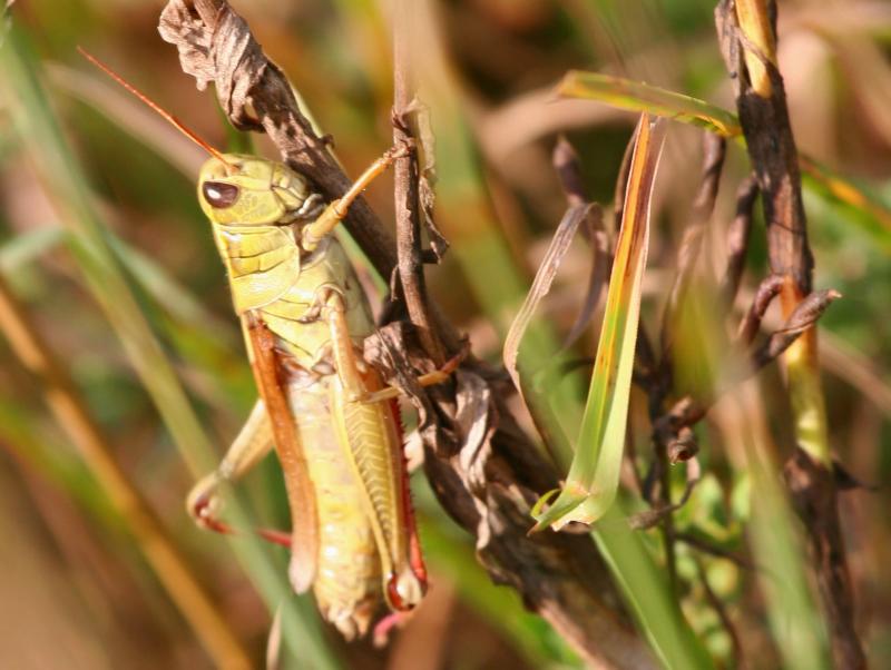 Spur-Throated Locust