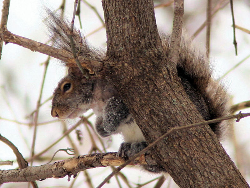 Grey Squirrel