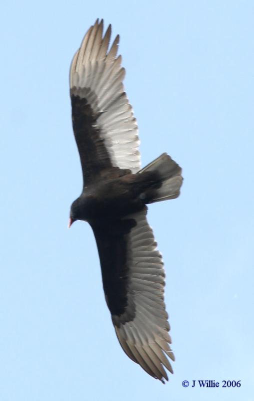 Turkey Vulture (Cathartes aura)