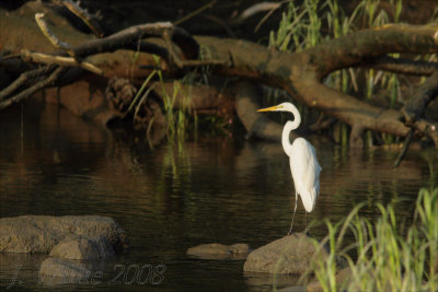 Egret