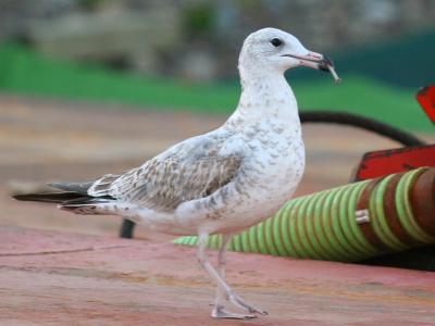 Glaucous Gull