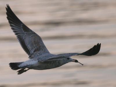 Glaucous Gull