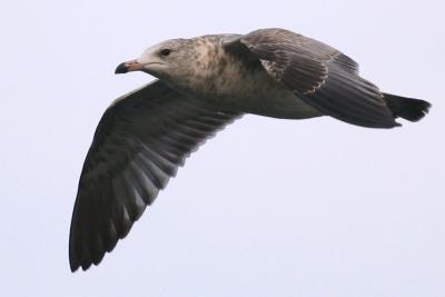 Glaucous Gull