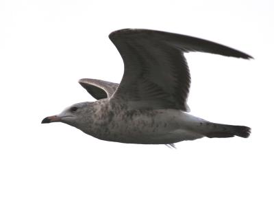 Glaucous Gull