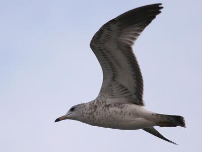 Glaucous Gull